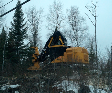 felling all types of trees