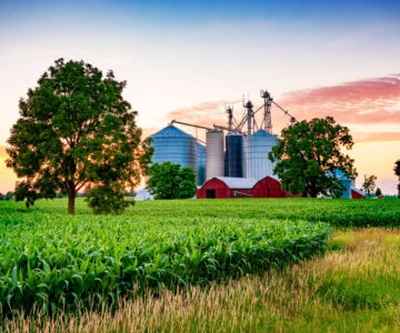 Forest Clearing in Farming